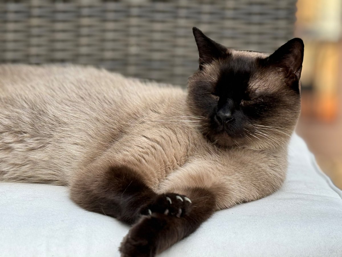 zenworm (not parody) 🎃 tweet media