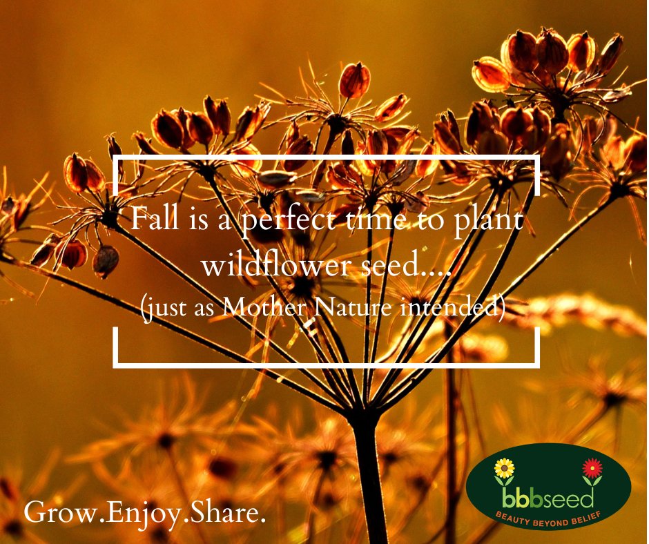 BBB Seed (@bbbseed) on Twitter photo 