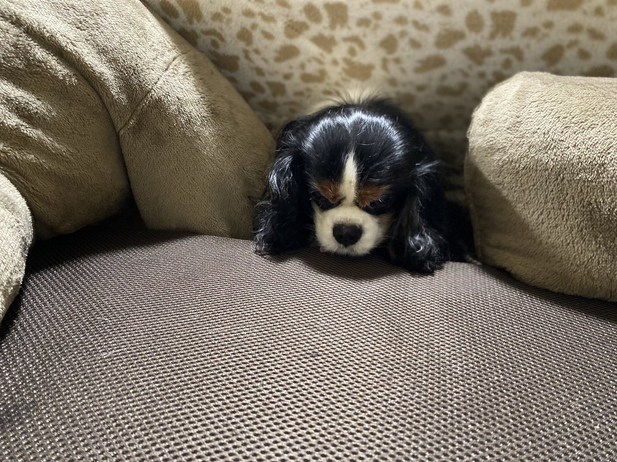 okaaahan's tweet photo. 昨日は、セナくんの月命日でした
半年経ちました
一年前にはイモコの七五三お祝いしてたんだけどな…

れっちゃんはコタツムリ🐌
寒くなって来ました

#セナ
#月命日
#半年前の悲しい日
#一年前の嬉しい日
#れれれのれっちゃん
#コタツムリ https://t.co/ZPugIW0uF9