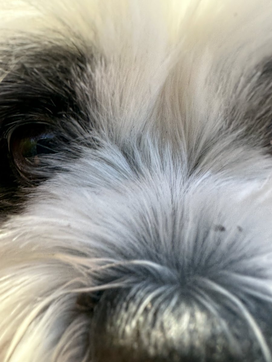 Kat 🐶 📚 ☕️ tweet media