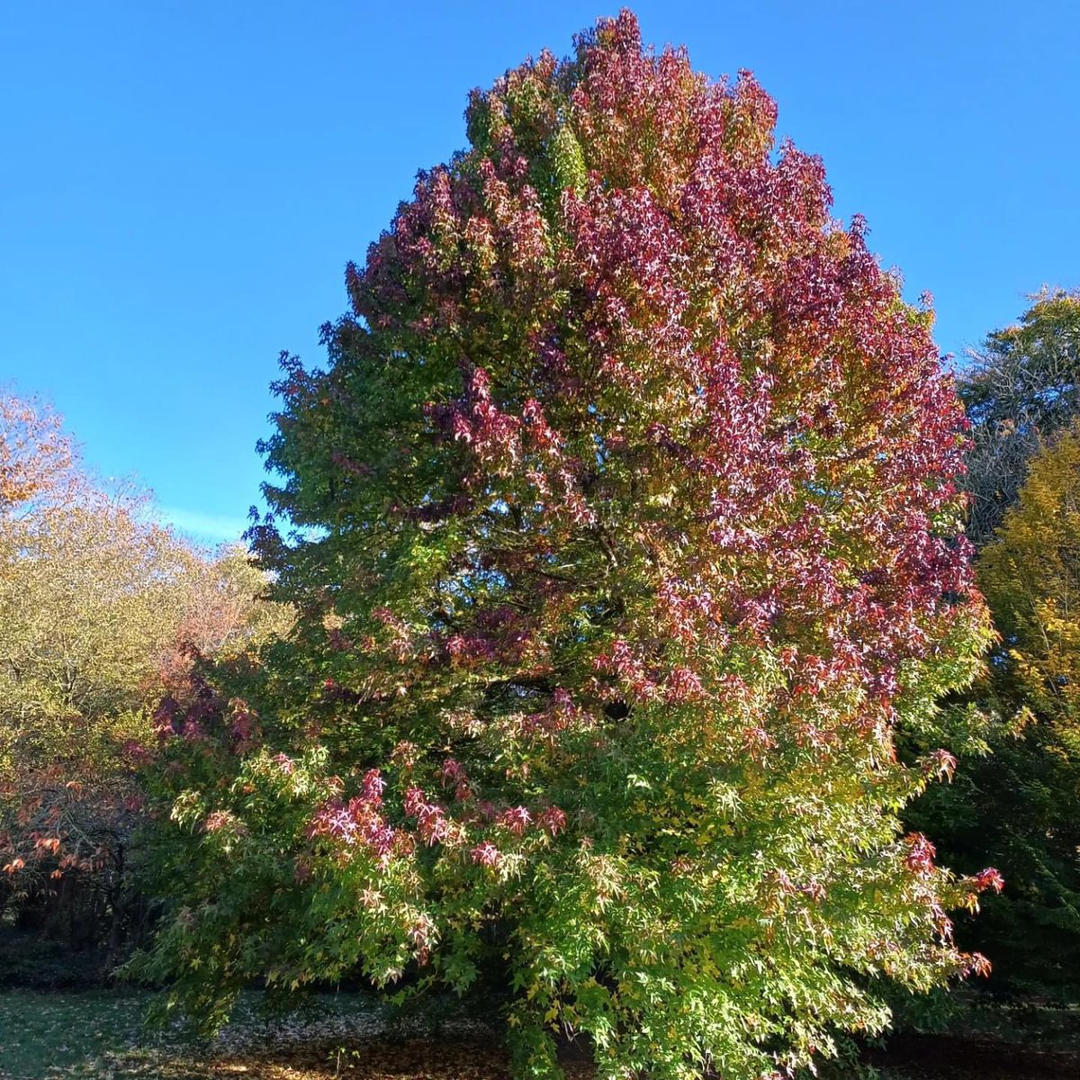 The liquid amber tree is turning a glorious shade of red !