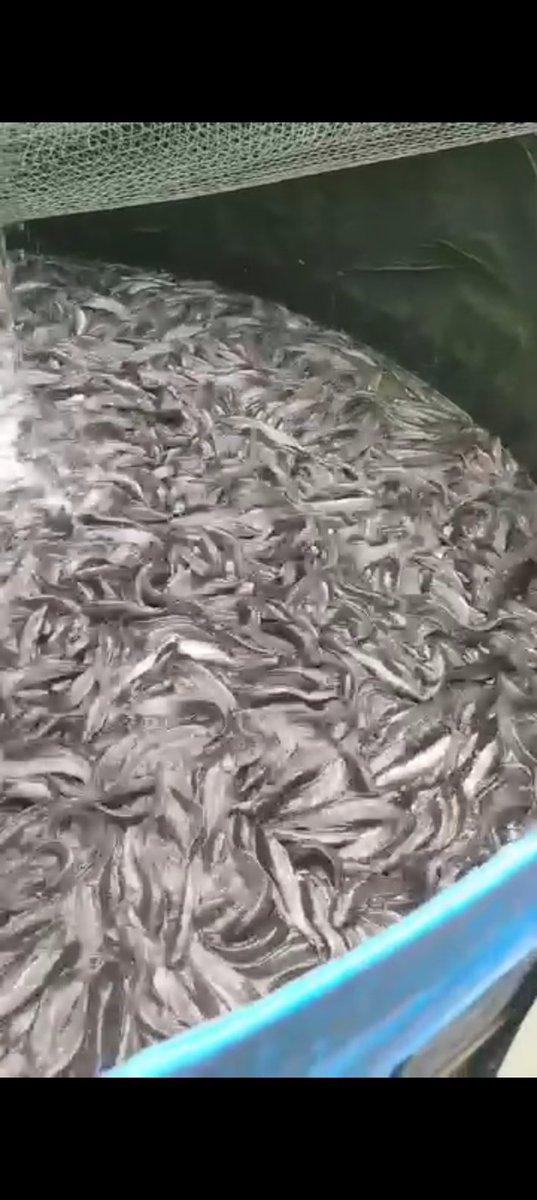 Farijan20's tweet photo. Senin, 28-10-2024 Parijan, S. St. Pi Luhkan Kab. Kebumen SatminkalBPPPTegal pendampingan panen ikan lele pokdakan Mina Lestari Desa Kebulusan Kec. Pejagoan berat 165kg harga Rp. 18.500/kg
#GiatLuhkanSatminkaTegal
#PusluhKP
#BPPSDMKP 
#luhlapor
#dlhkpKebumen https://t.co/5aQhAt9iBh