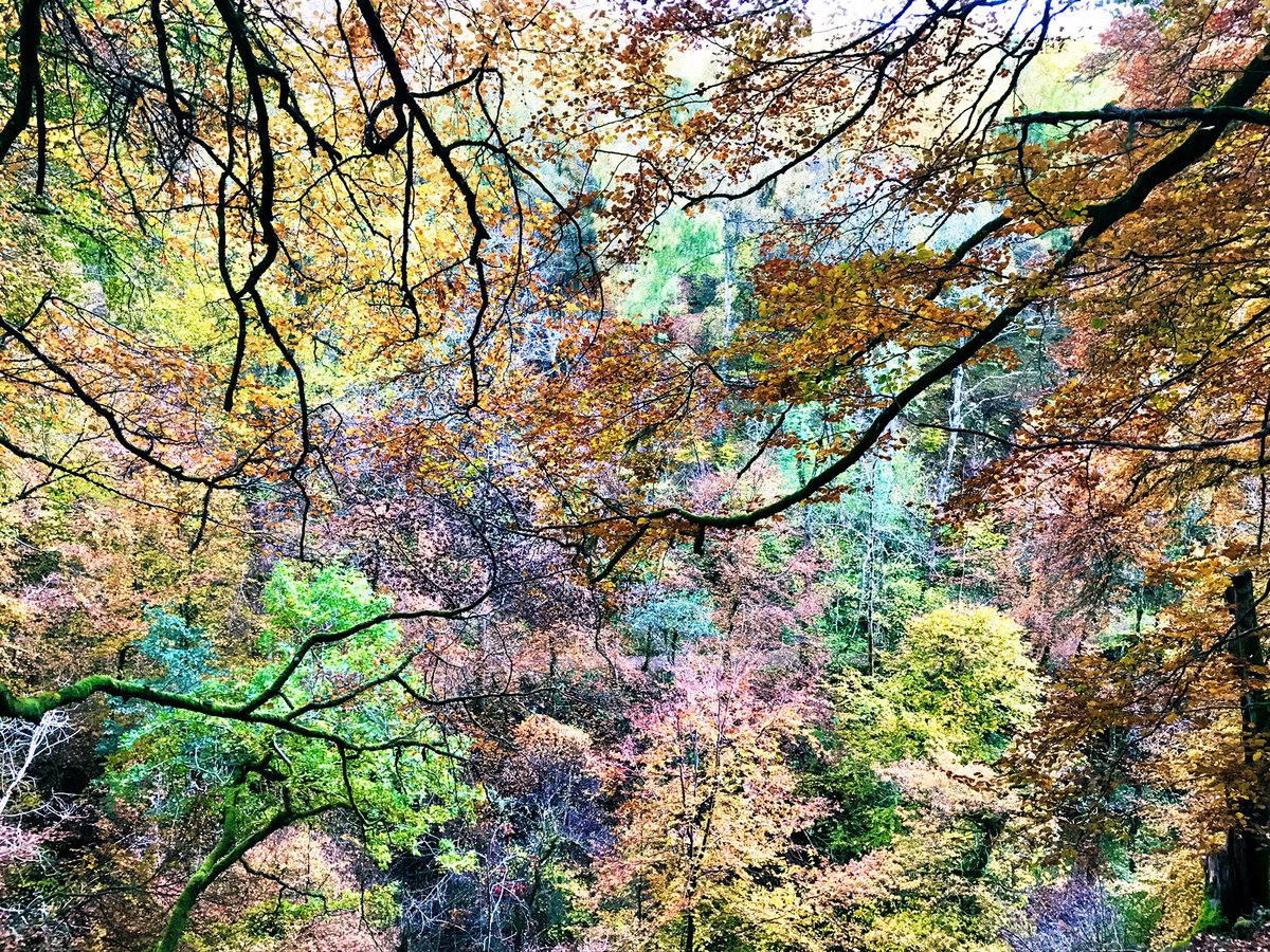 D1234Emma's tweet photo. Love trees and all they do for us @WoodlandTrust #COP16 https://t.co/iOwDkbzOUF
