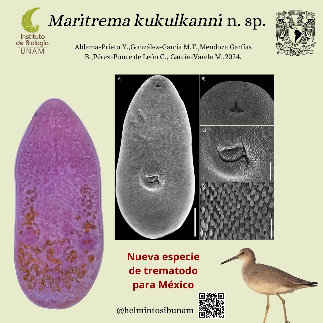 HelmintosIB's tweet photo. Les compartimos el hallazgo de dos nuevas especies del género Maritrema y nuevo registro de M. corai
Pasen a leer el artículo
https://t.co/igsFvZKGSQ
#Parasite #Trematoda #Digenea https://t.co/GrUGRp3oWF