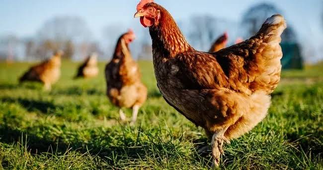 YUMURTADA BİR KRİZ VAR, BÜYÜK YUMURTA ÇİFTLİKLERİNDE HAYVANLARIN İTLAF EDİLMESİNDEN DOLAYI,ARZ TALEP DENGESİ HIZLA BOZULUYOR,HAFTAYA NORMAL YUMURTA 150 Yİ AŞAR GİBİ,ŞAYET İHRACATDA YASAKLANMAZ İSE,15-20 GÜNE 200 Ü AŞARIZ.. İmkanı olanlar kendi tavuklarını yetıstırsınler,,,