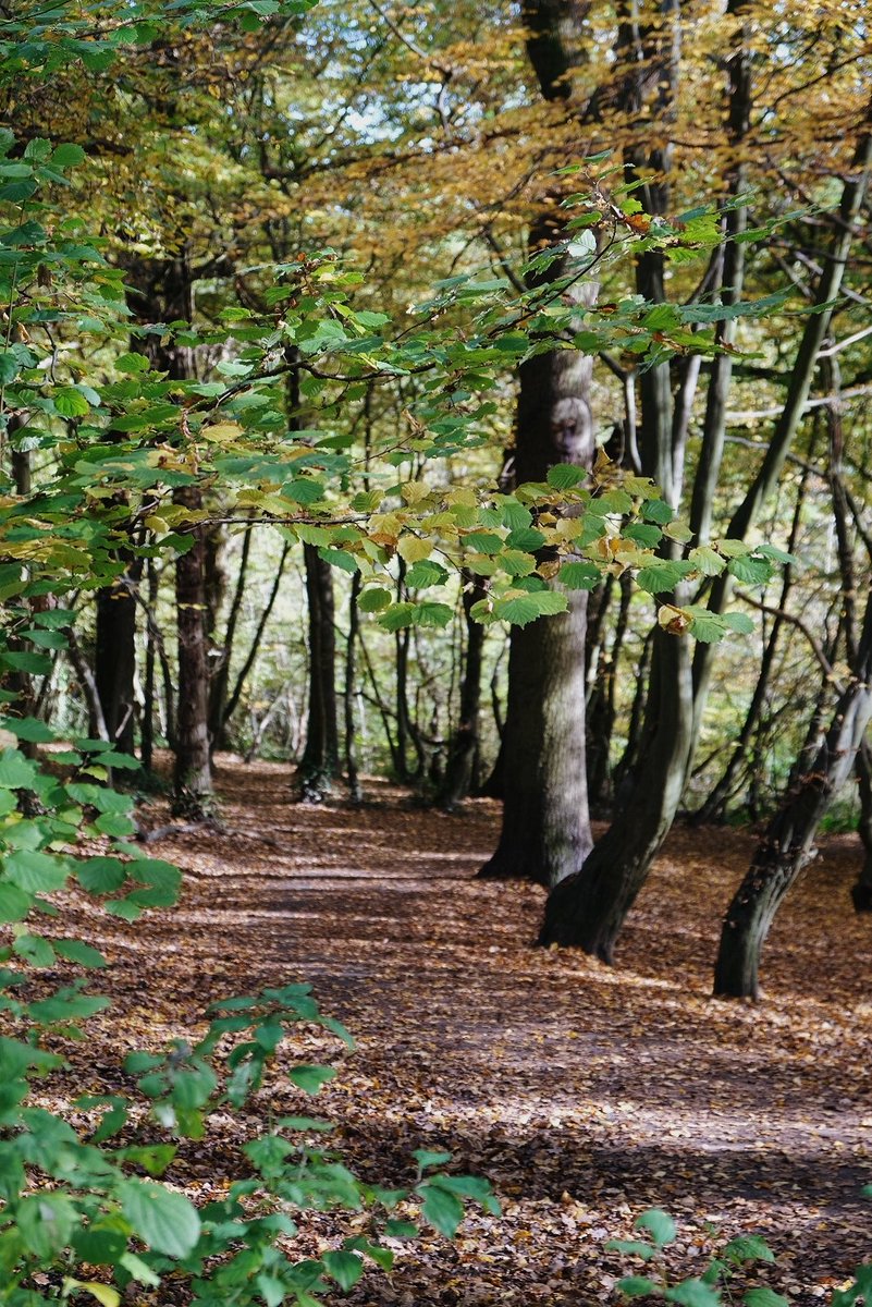 Elena de Astorza tweet media