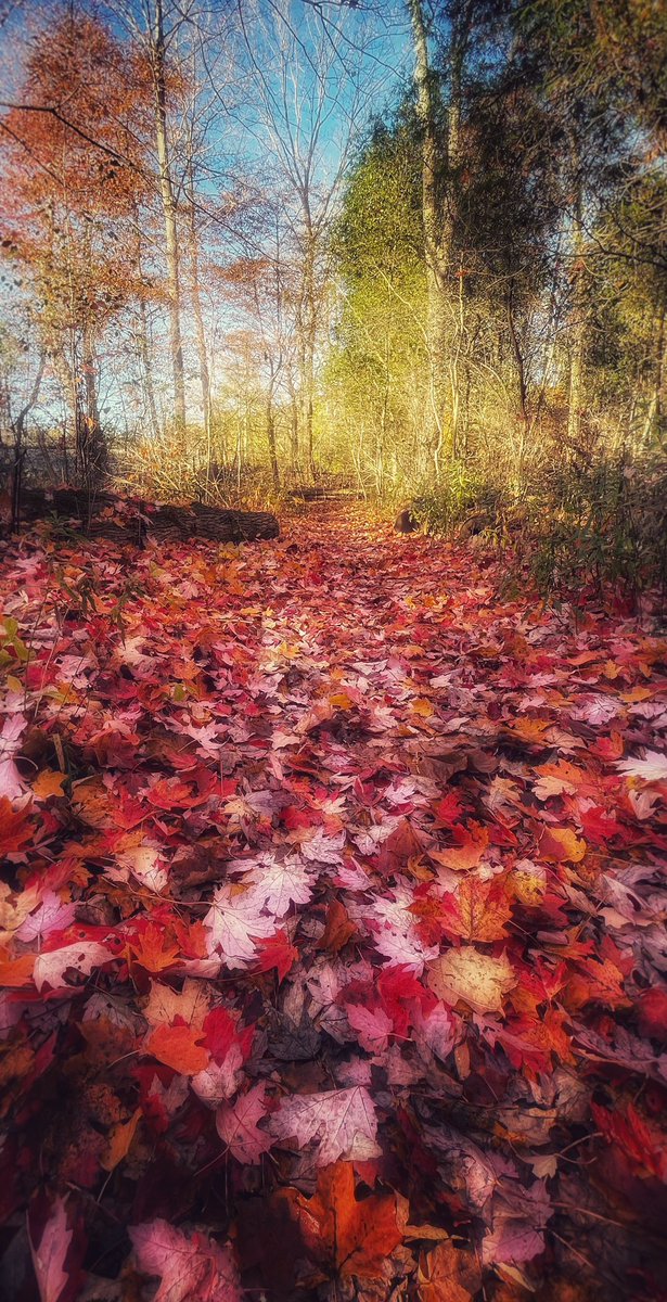 A Canadian red carpet gala 🍁