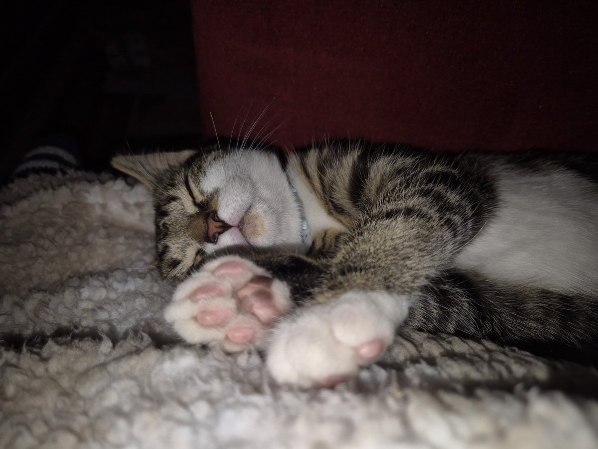 MaybeMagpie's tweet photo. I fucking love this cat, bro 😭 https://t.co/fxOtOIapH4