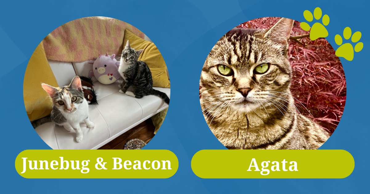firmaniPR's tweet photo. We're a team of pet lovers, so National Cat Day happens to be one of our favorite days. In celebration of the feline-friendly holiday – a great excuse to share cat photos – we’re ecstatic to introduce the cats of F+A: https://t.co/AqkaUW1WNR https://t.co/bBd3cCdb8H