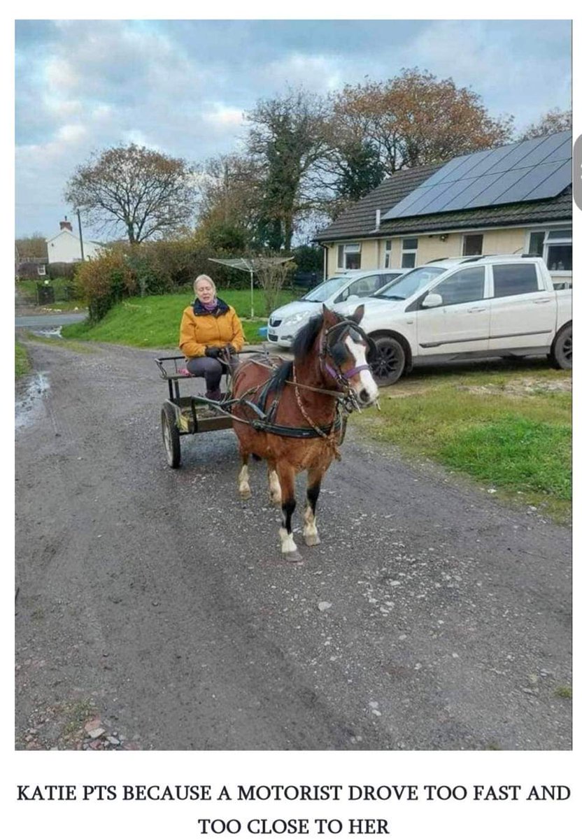 Today, 29th October is National Day of Remembrance for Horses Lost on UK roads.  

In 2023 at least 66 horses lost their lives on UK roads due to careless driving.  66 horses who were loved by their owners and were taken too soon. 66 horses who could have been alive today
#pwas