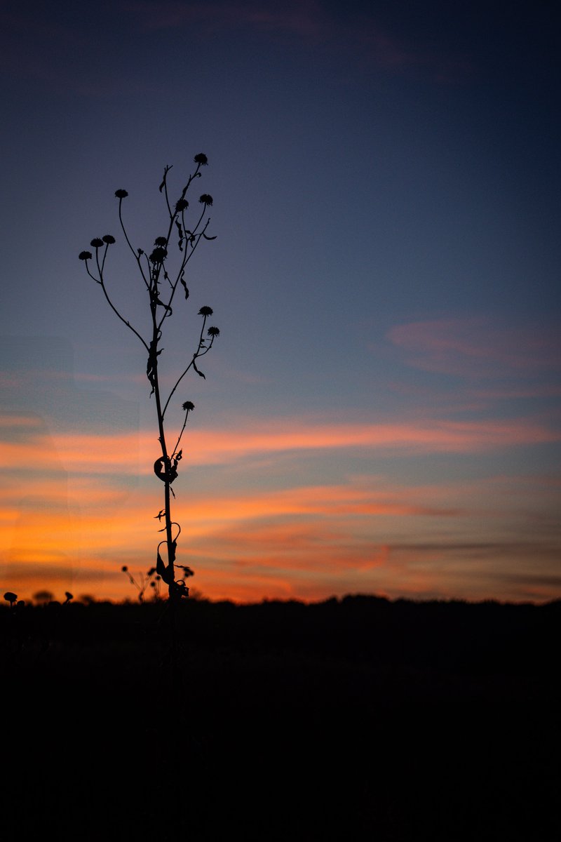 AdmiredArt tweet media