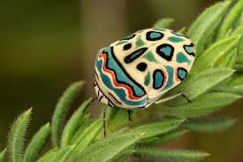 通称Picasso Bug（ピカソキンカメムシ 学名Sphaerocoris annulus