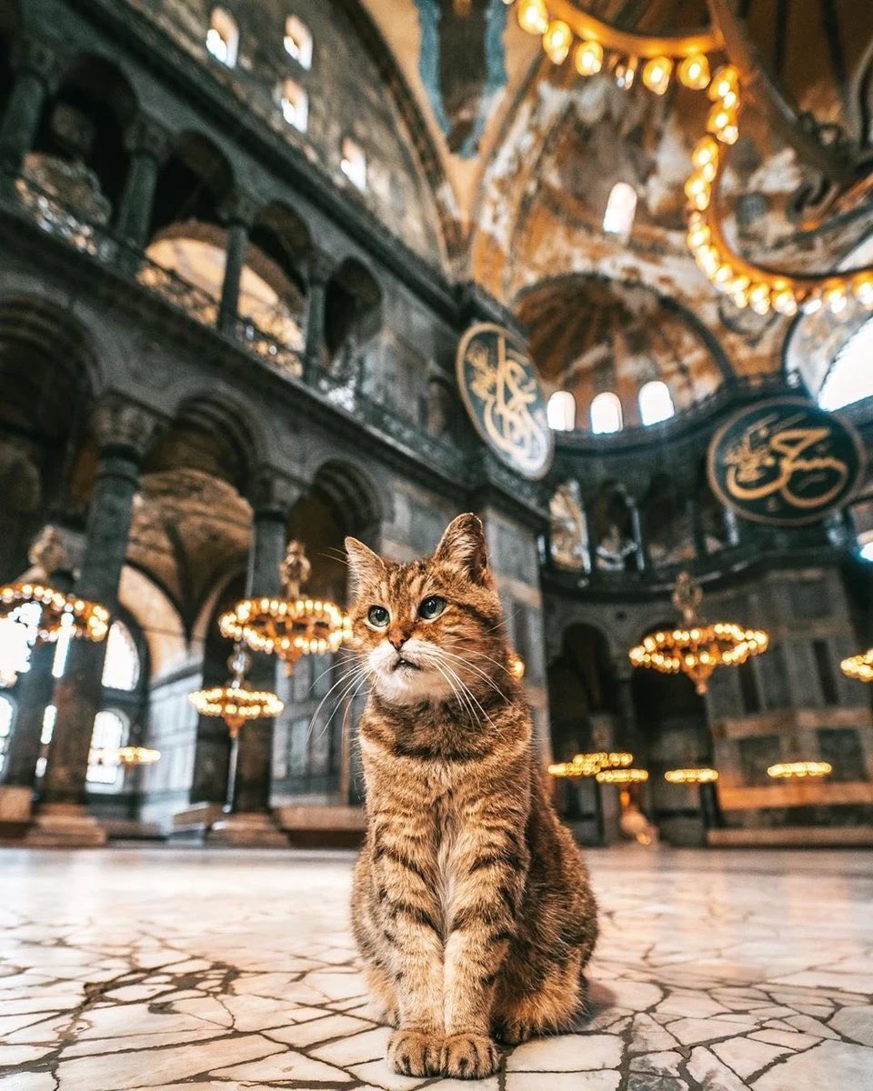 HolyMuezza's tweet photo. Prophet Muhammed (PBUH) himself was a great cat-lover. Many Muslims believe that Muezza was his favorite cat.

#Muezza https://t.co/Nl78wtxTPb