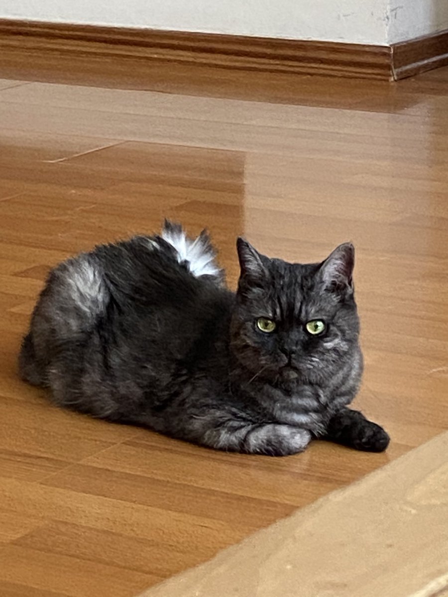 AzTami's tweet photo. Happy  #NationalCatDay 😻 https://t.co/QqBBX9Udo6