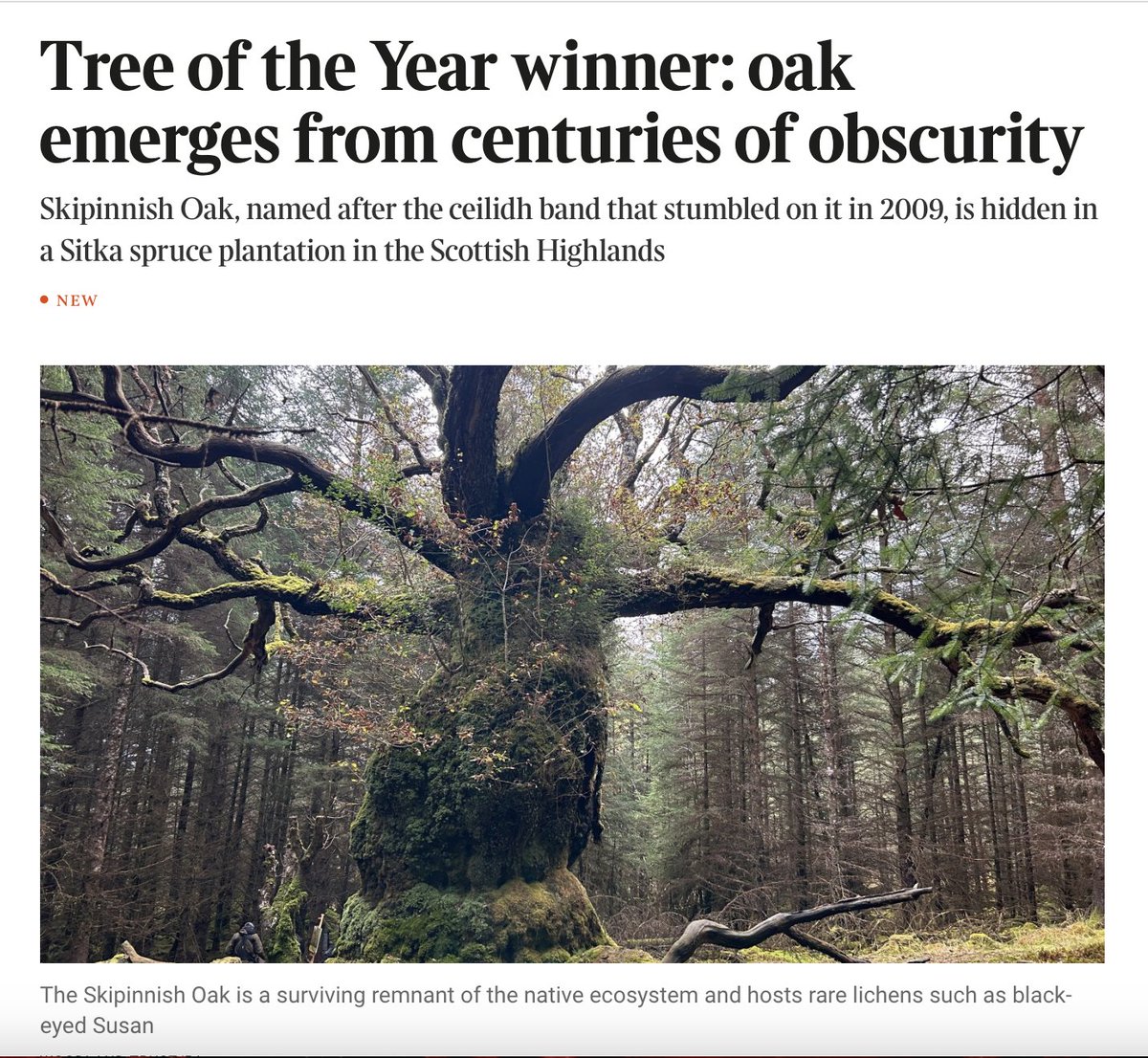 essiefox's tweet photo. Humbling to see this ancient tree. Tree of the year. The Skipinnish Oak. https://t.co/R8VeT2rmwf
