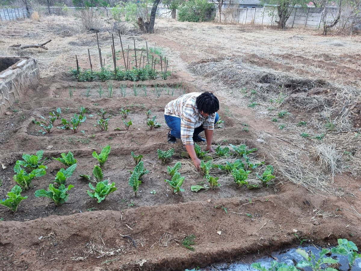 In #Bulawayo at work, doing what I know best. Backyard food gardening, #FoodSecurity at #household level is attainable 
<a href="/david7zoe/">Davidzo Chizhengeni</a> <a href="/JayNjii/">Jay Njii</a> <a href="/PoteDior/">Dior Pote</a> <a href="/sharonmufaro/">Sharon Mazingaizo</a>