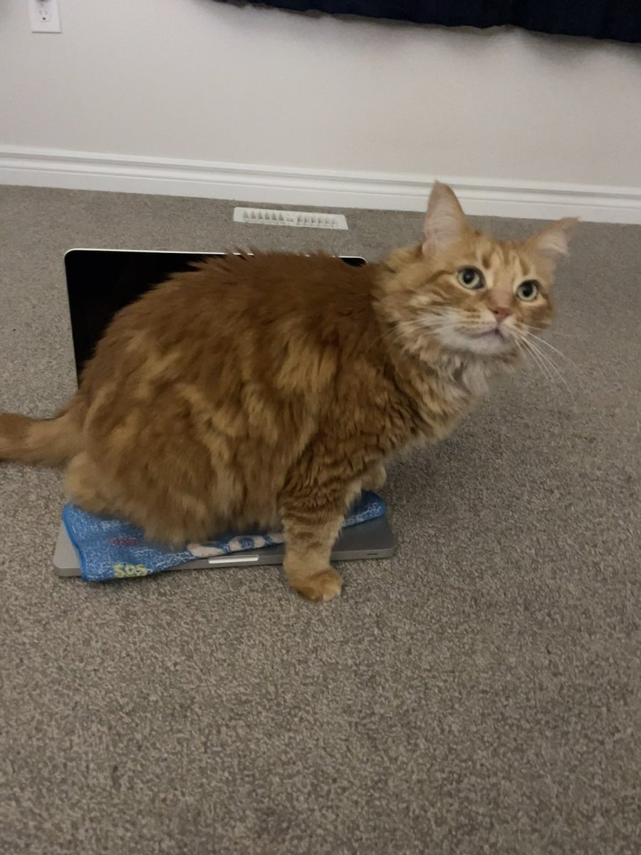 …my office mate often comments on Darla’s size (she’s a chonky ginger princess). Today I tried to recreate one of my favourite pictures of baby Darla, suffice to say, she’s grown a wee bit. 😅