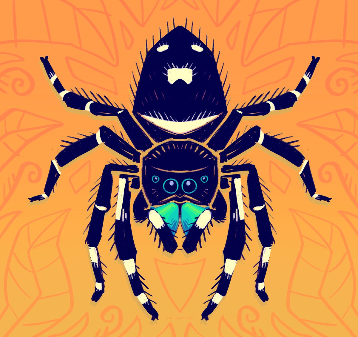 #invertober day 29, bold jumping spider! real darlings

#invertober2024