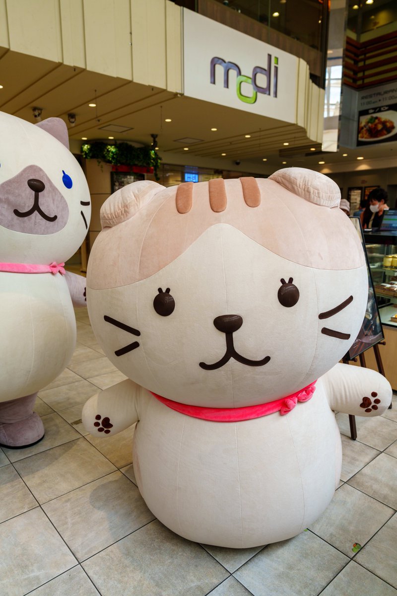 2024年夏の思い出①、町田モディの #HAPiNS 期間限定SHOPでの #ふくふくにゃんこ のシャーシャとスコアの「はーい、にゃんこ🐱」、町田は新鮮で楽しかったです。(∗˃̶ ᵕ ˂̶∗)
#ふくふくにゃんこ集会