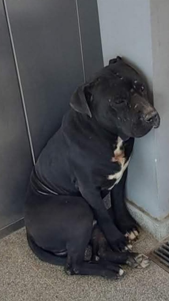 Me envían por wasap. No hay contacto. 
"Lo dejaron abandonado en la Estacion Merlo Gomez. Pcia. de Buenos Aires. Esta muy asustado y golpeado. No se mueve de allí."
Compartamos para encontrarle un tránsito o un hogar. 
Este Ángel no merece lo que está sufriendo.