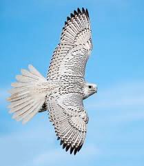 اعطي من تحب جناحين كي يطير حرا
وجذوراً كي يبقى ..
وأسباباً كي يعود ..
وأترك بينك وبين من تحب مساحة 
ولا تكن مهتماً حد الإختناق 
فـ القفص مهما كان جميلاً  لايغير حنين الطير للحرية.
صباح الخير والسعادة  .