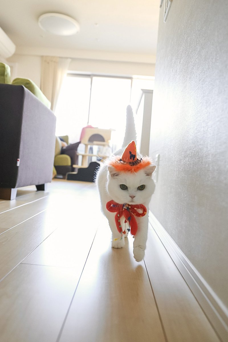 ちょっとハロパ行ってくるね

#halloween