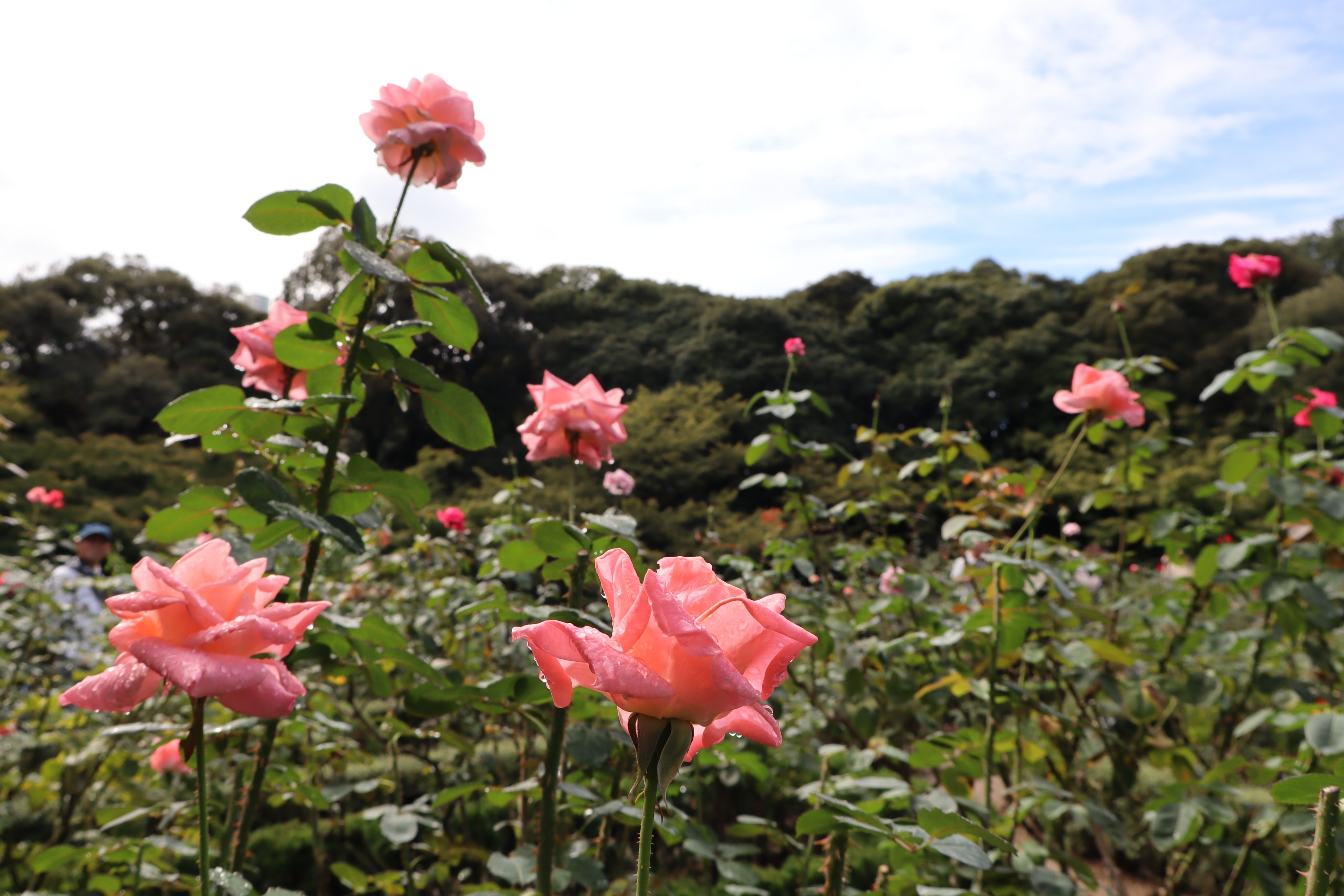 旧古河庭園 on X: 