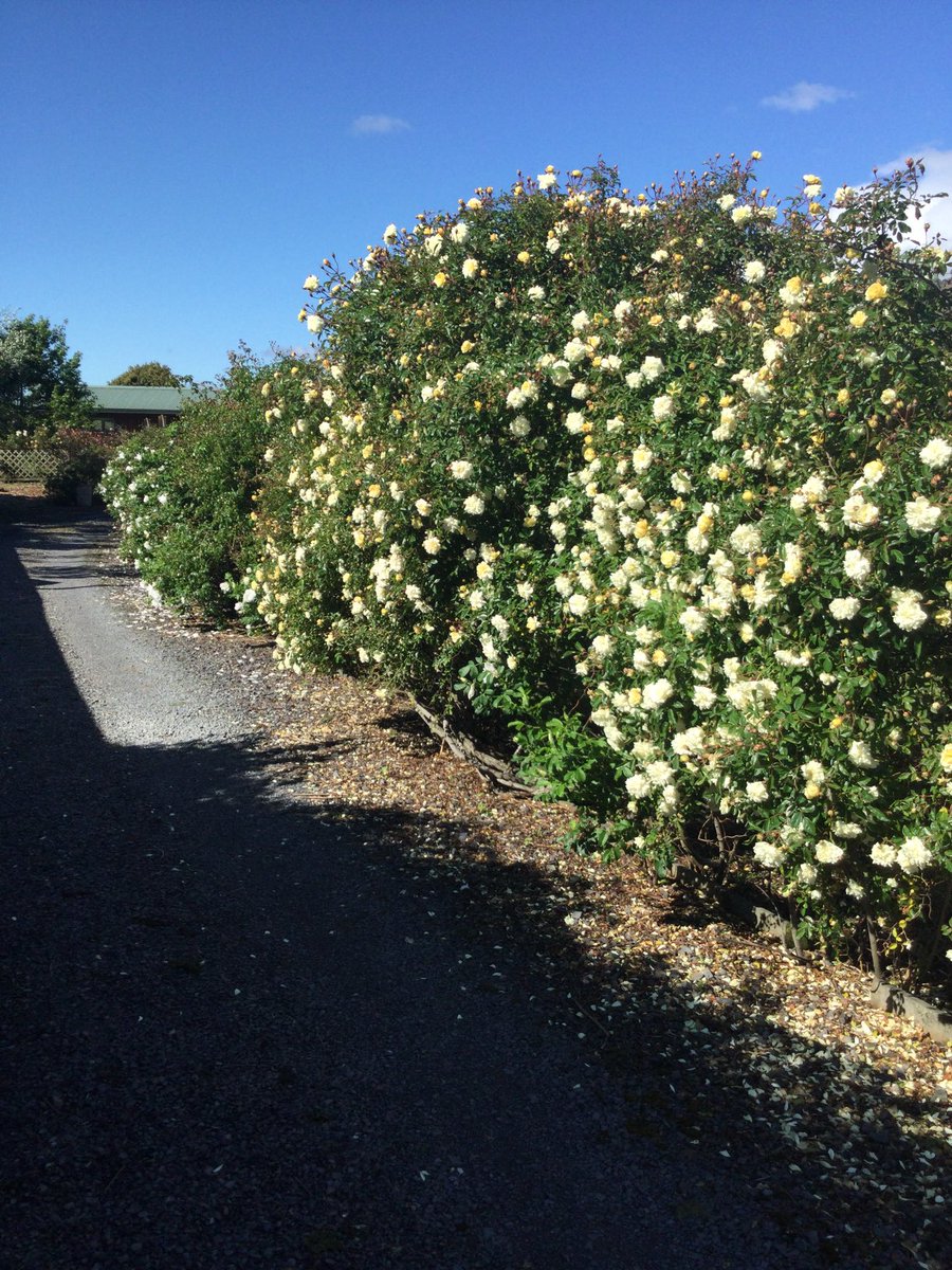 Ann Chapman Writer from Aotearoa tweet media