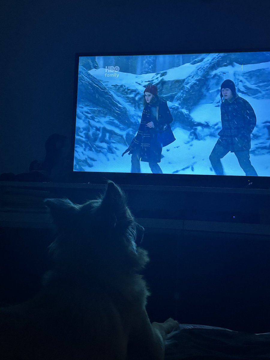 carlitasimo's tweet photo. Nadie: Los perros no miran la tele 
Rufina mirando Harry Potter #dog https://t.co/Irqw6Q3kwO