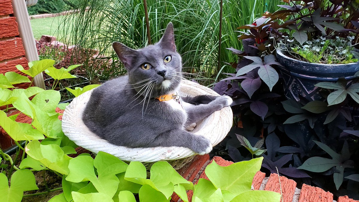 lesliesokc's tweet photo. Happy International Cat Day! 🌎 🐈 😻 This is my garden meow meow Graycie! Today, we celebrate the joy, love &amp; companionship our feline friends bring into our lives. It's also a perfect reminder to give them the care &amp; commitment they deserve! 🐾✨

#internationalcatday https://t.co/93qXDrxwzc