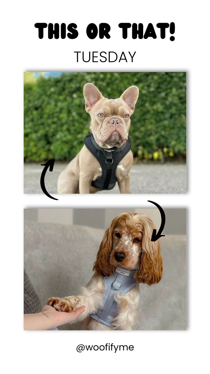 Help us pick! #barbados #woofifyme #dogfashion