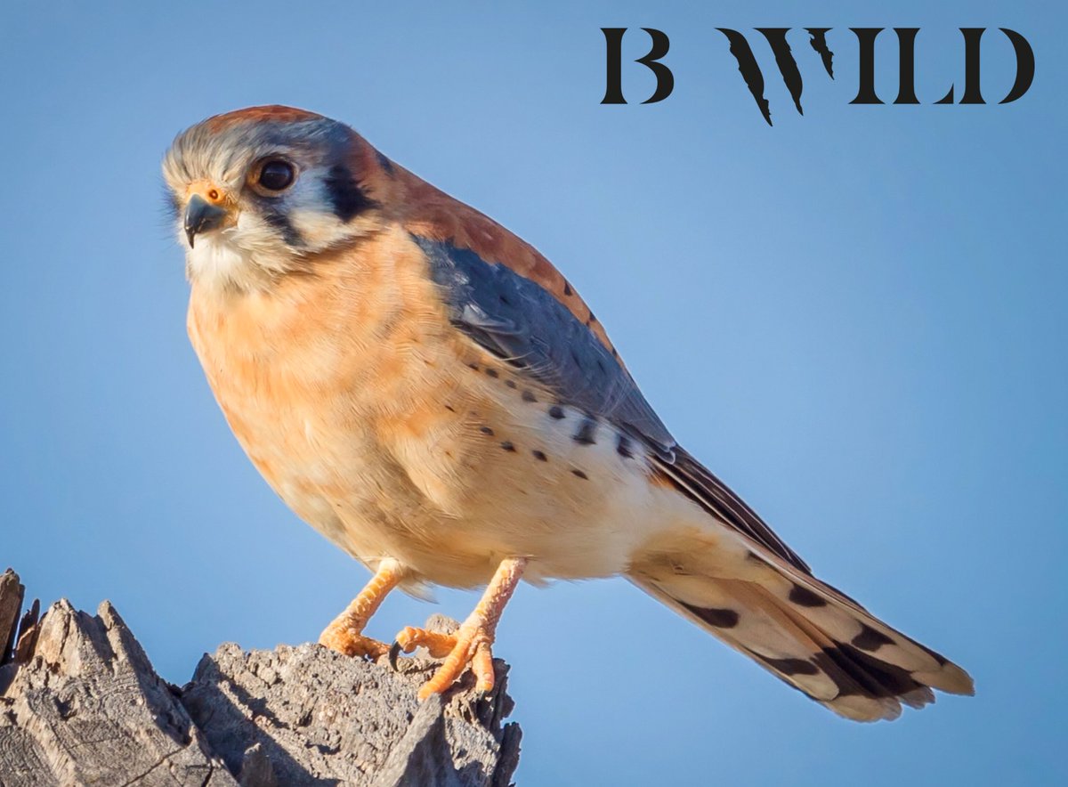 thebwildsite's tweet photo. Soy fan de estos pequeñines. 😍
Cernícalo Americano.
San Luis Potosí, México. 🇲🇽
#cernicalo #kestrel #sanluispotosi #mexico #bwild https://t.co/BMAkCbBzia