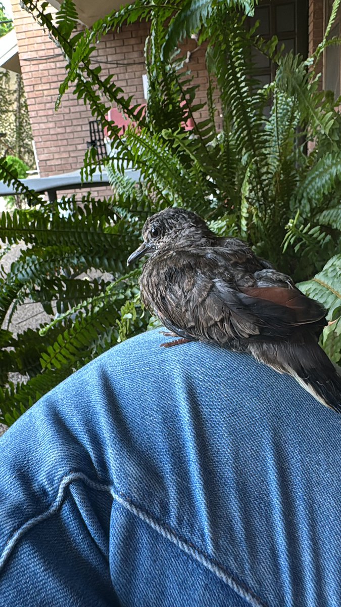 DoccBar's tweet photo. Andamos culecos…ojalá podamos sacarla adelante y que regrese a casa. 🐦 https://t.co/KvyVF4fD80