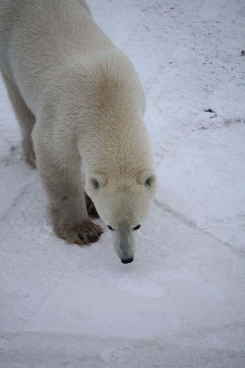 Danielle Rivet, PhD 🐻🐻❄️ tweet media
