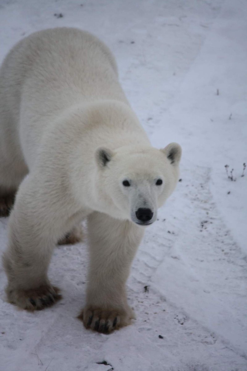 Danielle Rivet, PhD 🐻🐻❄️ tweet media
