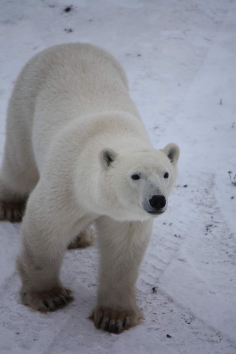 Danielle Rivet, PhD 🐻🐻❄️ tweet media