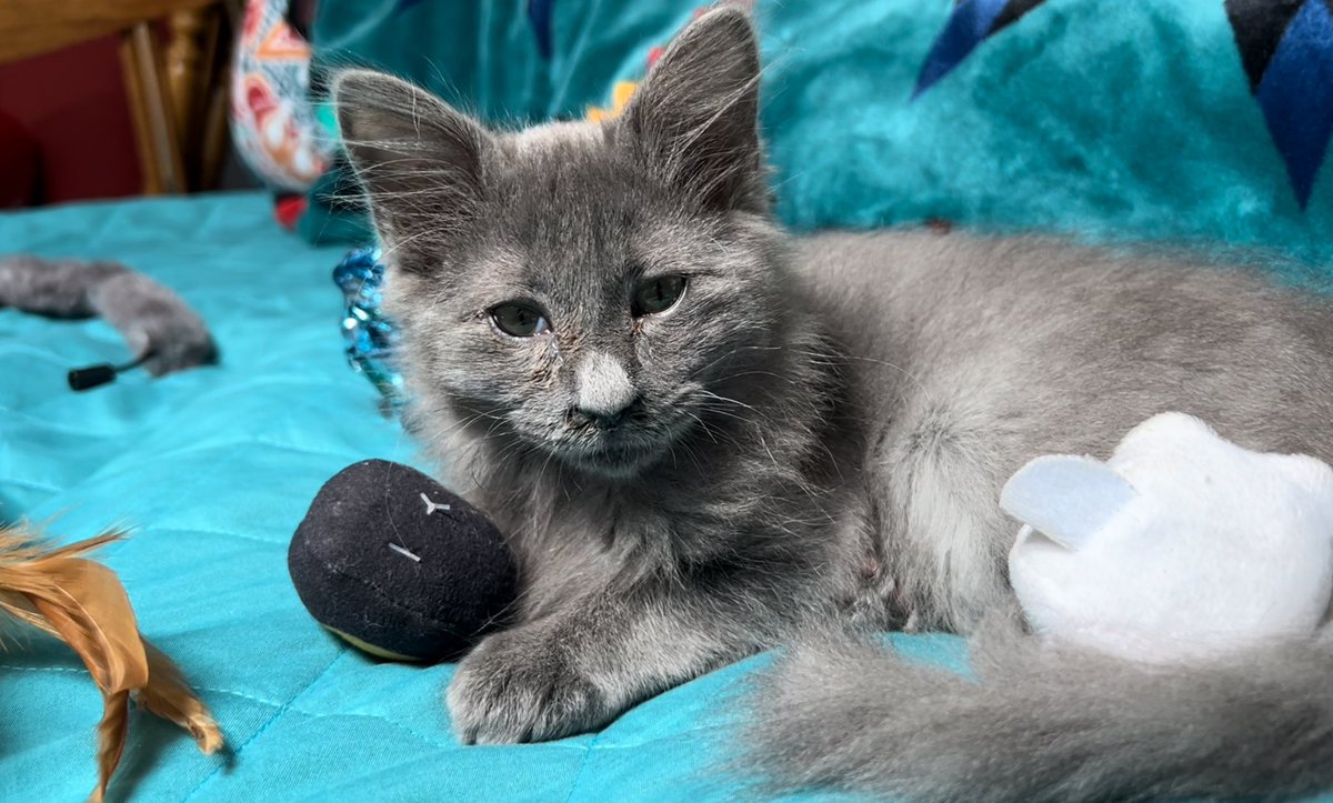 CryptoMdt's tweet photo. Brought home Lucian today. A sweet little boy around 8 weeks old. https://t.co/SmTafA3PQ9