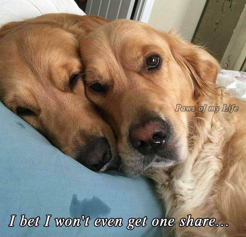 Our golden has terminal lymphoma and my wife said yesterday was a bad day for him. This is how I found him and his sister when I got home from work.." Don't scroll without sending them some love !!!