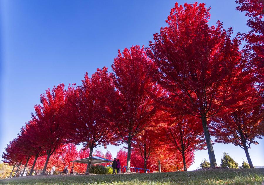 XHNews's tweet photo. Autumn foliage turns Bond Lake in Richmond Hill, Canada, into a gorgeous canvas. https://t.co/KybRifSovA