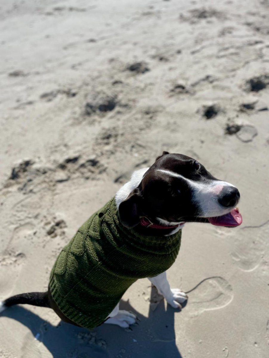 gmhumanesociety's tweet photo. Receiving #pupdates makes our whole day!! 😍❤
"I celebrated Chloe’s (K-Lo’s) 1 year anniversary with me this past weekend by taking her to her favorite place (besides the couch lol), the beach! 🐶🌊☀️"
#adopted #adoptdontshop #rescuedismyfavoritebreed #shelterpetsarebest https://t.co/qEdQsva5ee