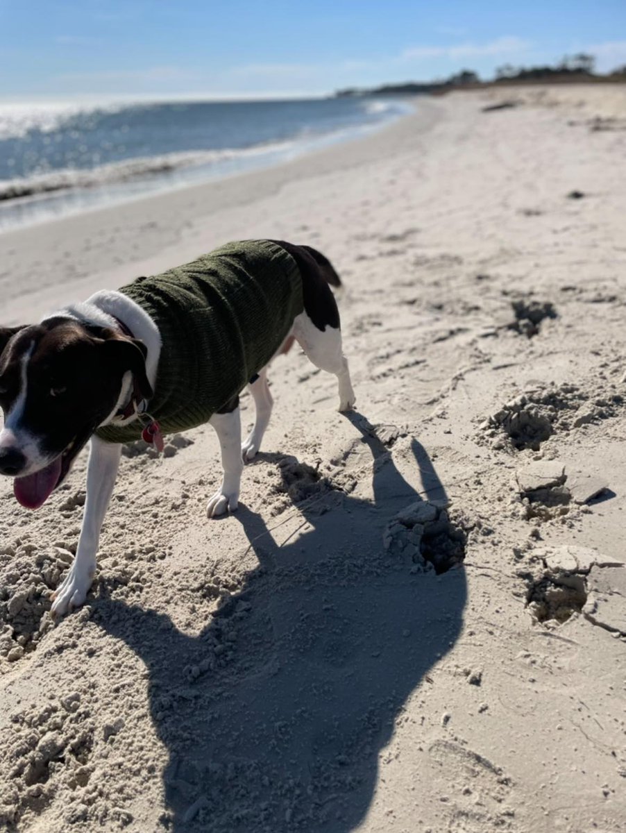 gmhumanesociety's tweet photo. Receiving #pupdates makes our whole day!! 😍❤
"I celebrated Chloe’s (K-Lo’s) 1 year anniversary with me this past weekend by taking her to her favorite place (besides the couch lol), the beach! 🐶🌊☀️"
#adopted #adoptdontshop #rescuedismyfavoritebreed #shelterpetsarebest https://t.co/qEdQsva5ee