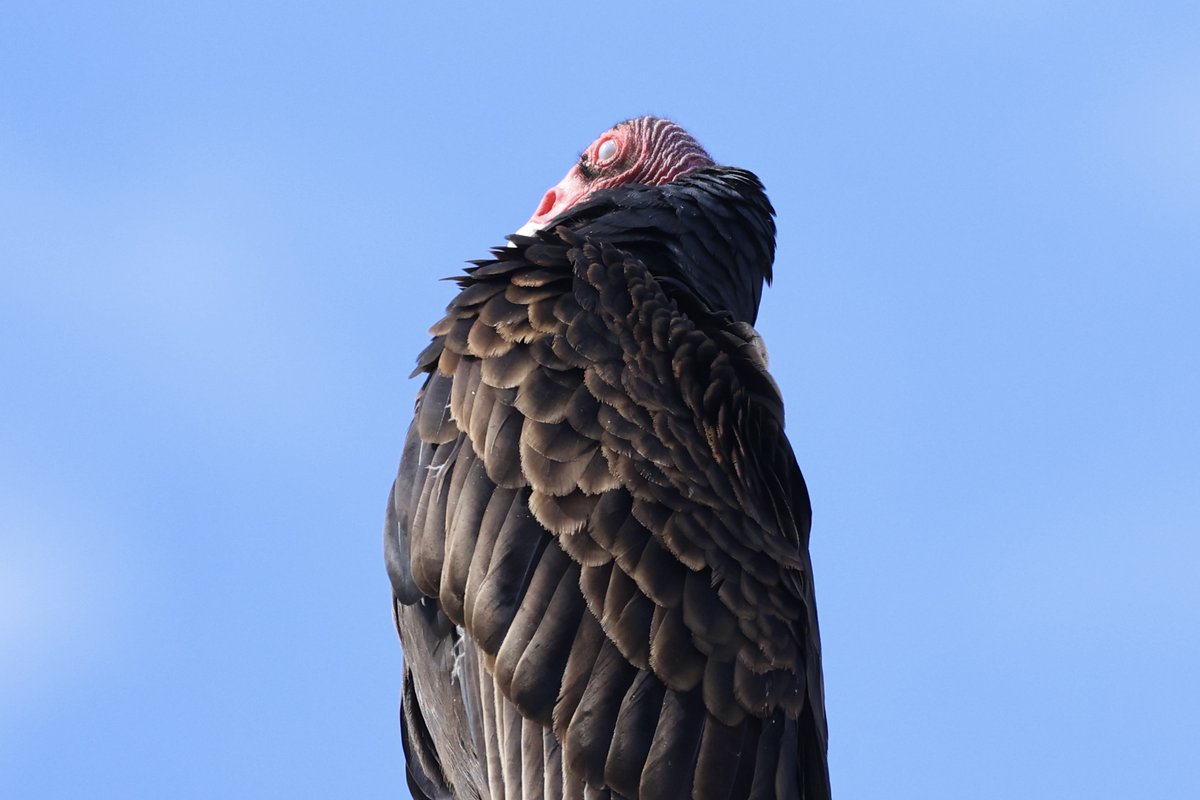 zoeferraris's tweet photo. #tuesdayvibe #birds #turkeyvulture #BirdsOfTwitter https://t.co/nvx0gzEWb1