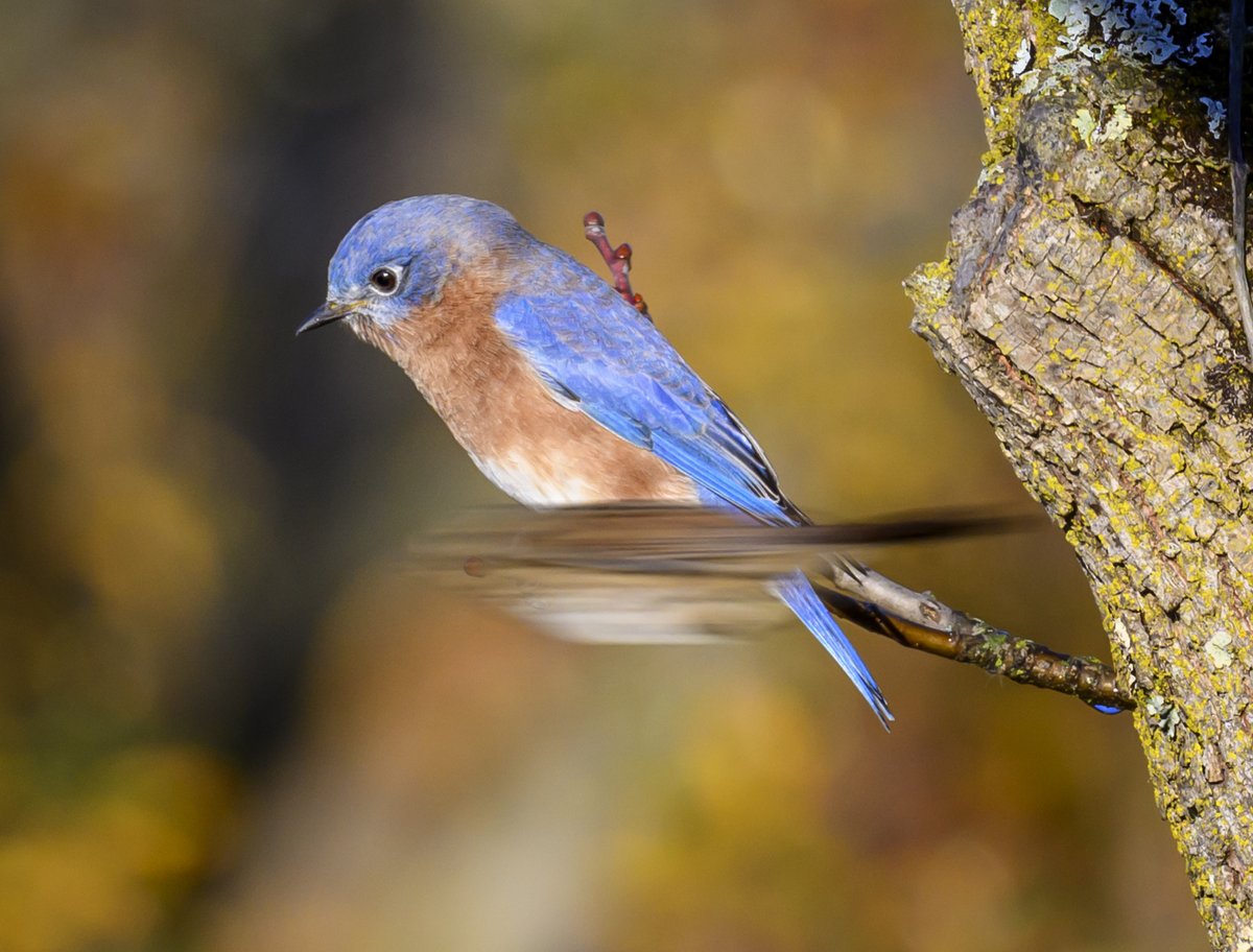 JocAPhotography's tweet photo. An Eastern Bluebird getting photobombed by a Swamp Sparrow hitting warp speed https://t.co/EBaB3lYUB3