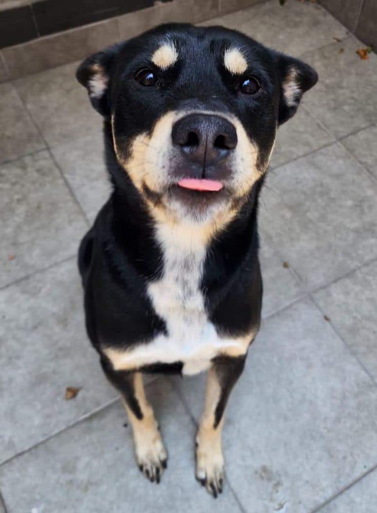 FundacionToby's tweet photo. Hola me llamo Oso

Tengo año y medio, tengo año y medio y tengo el protocolo completo, soy muy amoroso y busco a la familia perfecta para mi 🧡.

Me ayudan compartiendo mi publicación hasta que encuentre hogar?

Contacto 55 8036 1756 https://t.co/nMjHxJashZ