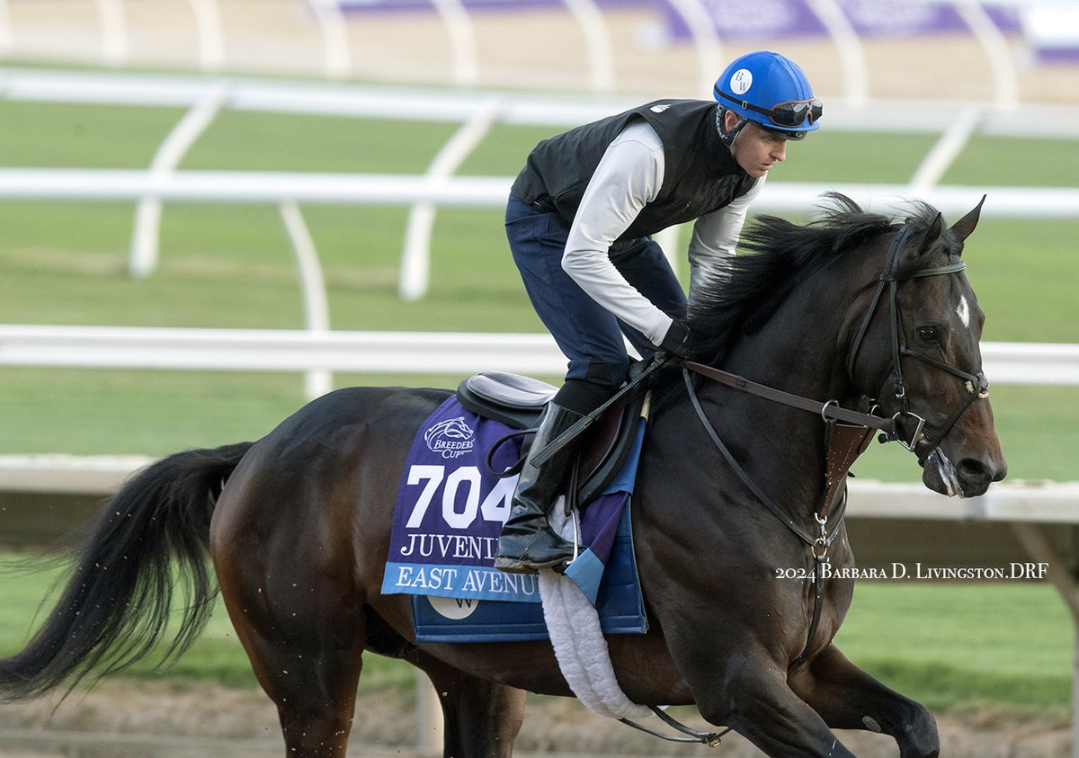 Breeders' Cup Juvenile contender EAST AVENUE (Medaglia d'Oro - Dance Music, by Ghostzapper) has been looking very professional in the mornings here at Del Mar.

Now 2-for-2, the Godolphin homebred is trained by Brendan Walsh.