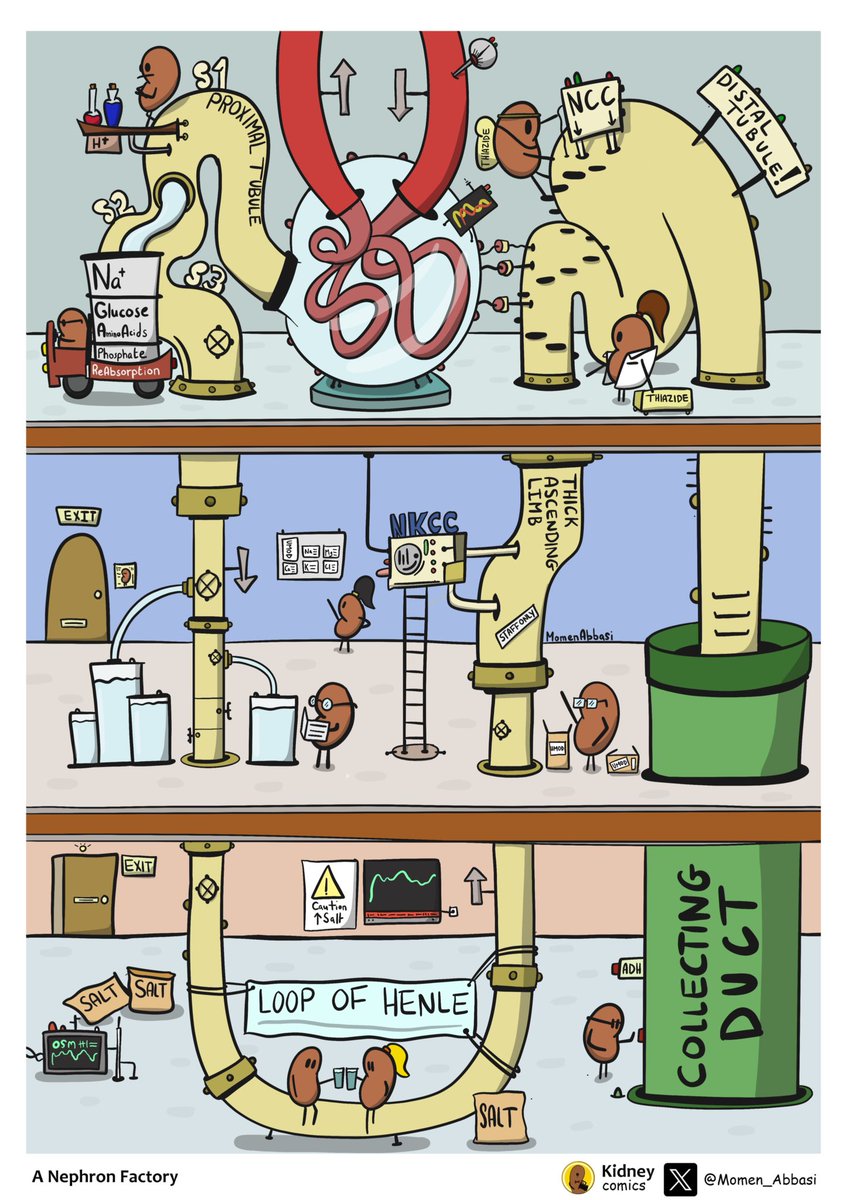 Nephron world