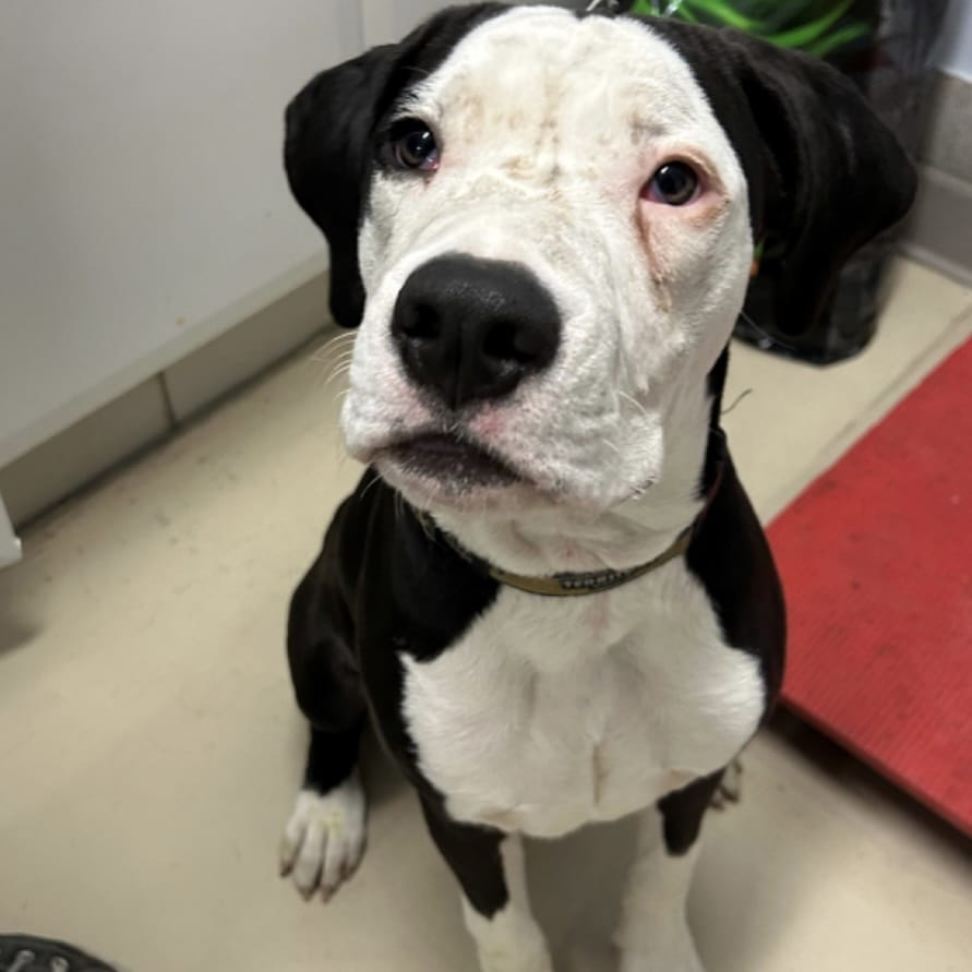maryaverling's tweet photo. should I adopt this dog from my local shelter? apparently he's a very good boy https://t.co/SQlCXeq7Fl