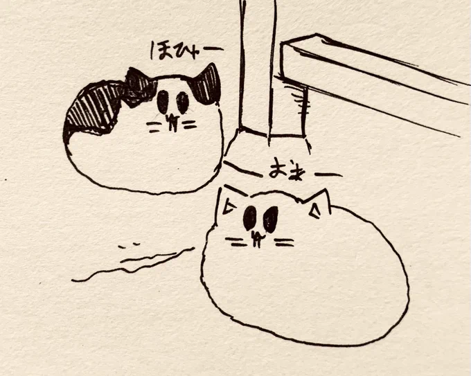 今日も頑張りましょう🐱🐱 