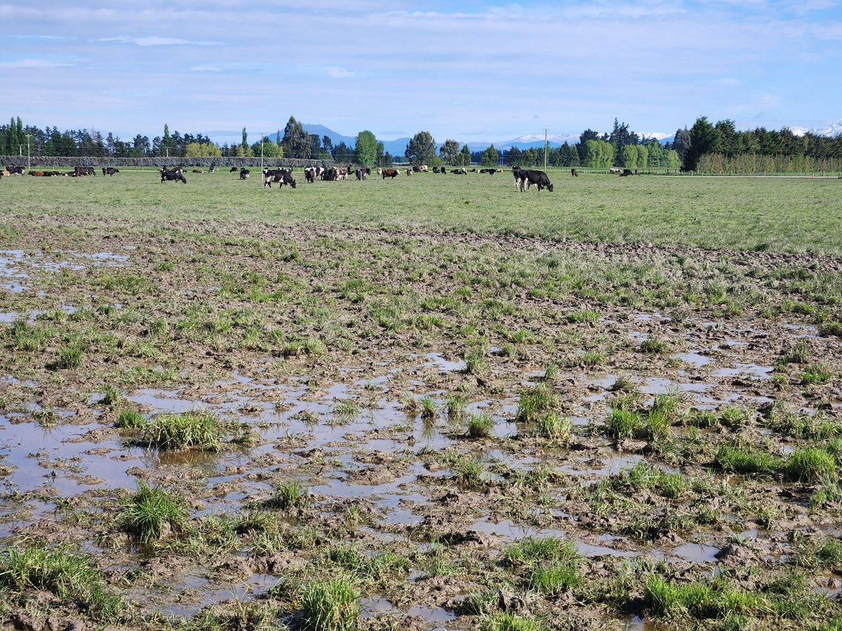 10 weeks of rain and counting...