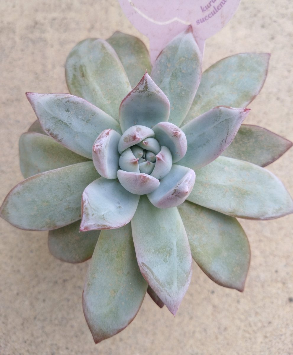 mikamikakamika's tweet image. 多肉とみどりのマルシェinなばなの里。たーくさん多肉はあったけど買ったのは2つと控えめ😅倉敷多肉工房さんとLeafさんの苗🌱ついに手を出したブラサバ。色が素敵すぎたストロー。
＃多肉植物　＃ブラックサバス　＃ストロー